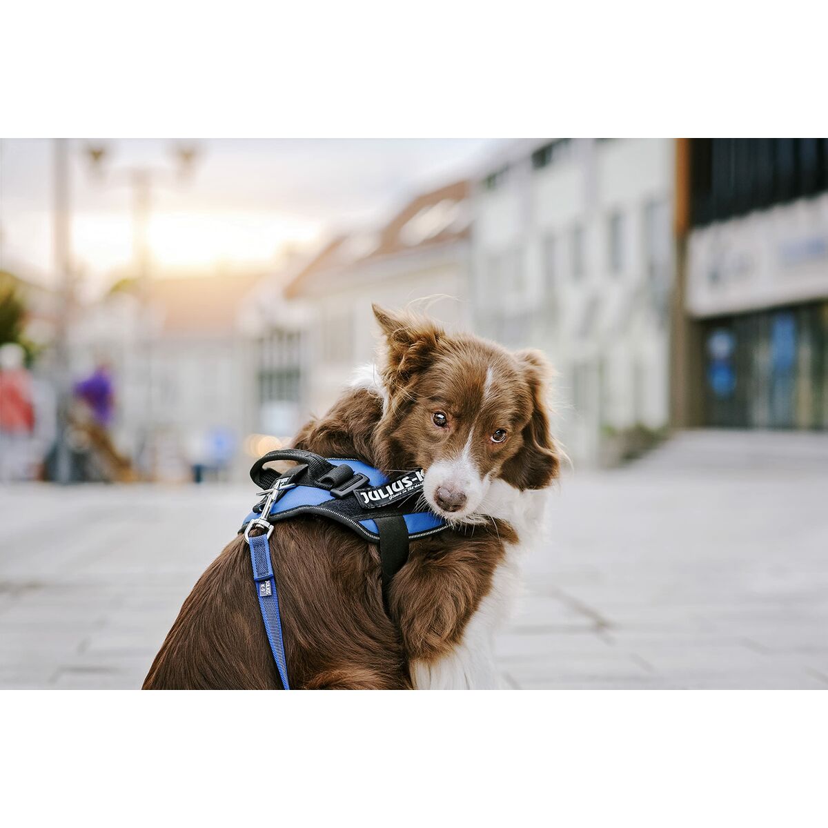 V5HBBD81D308D21147CD584823E5C7BA786R5333052P2